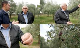 "Mosca olearia e antracnosi, una tempesta perfetta per l’olivo": Gino Pasquali sull'annata nera dell'olio (VIDEO)