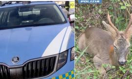 Pollenza, capriolo sulla superstrada: la Polizia lo salva con una "safety-car" d’emergenza