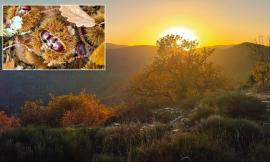 Alla scoperta di boschi e castagneti: ecco i cammini (gratuiti) autunnali di Pioraco