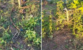 Vandali in azione nell’area verde di Piediripa: alberi spezzati e impianto d’irrigazione danneggiato