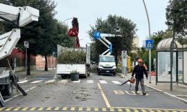 Civitanova, parte la seconda fase del Piano potature: interventi in sei quartieri