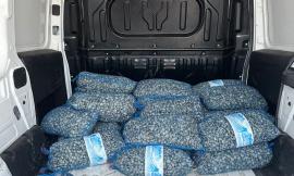 Civitanova, blitz della Guardia Costiera: sequestrati 3 quintali di vongole non tracciate