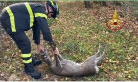 Capriolo cade in un vascone di contenimento: intervengono i Vigili del fuoco
