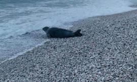 Foca monaca avvistata a Numana. L'appello: “Mantenete le distanze e lasciatela riposare"