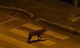 Lupi nel centro storico di Camerino, avvistamenti sempre più frequenti nelle aree urbane