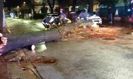 Tolentino, albero si abbatte sulla strada e colpisce un'auto: intervengono i Vigili del Fuoco