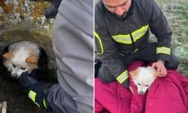 Grottazzolina, vigili del fuoco salvano un cane caduto in un tombino a Sant’Isidoro