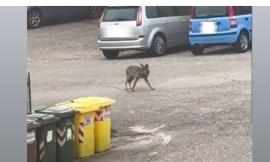 Lupo avvistato (nuovamente) a Recanati: l’animale si aggira tra cassonetti e auto