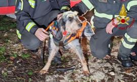San Severino, cade in una gola profonda 10 metri: salvato cane da caccia