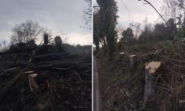 Taglio alberi a Macerata, Europa Verde denuncia: "Scempio ambientale in contrada Fontescodella"