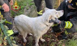 Cane investito cade in un pozzetto: salvato dai Vigili del Fuoco