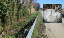 Discarica a cielo aperto a Scossicci, 27 carcasse di cani e un gatto tra i rifiuti: "Chi sa qualcosa parli" (VIDEO)