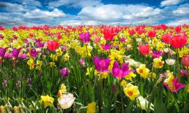 Che cosa sono i bulbi a fioritura primaverile? Una guida per i giardinieri
