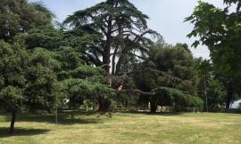 Macerata, alberi secchi abbattuti: il Parco di Villa Cozza resta chiuso fino a fine lavori