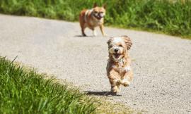 Recinti e aree per cani: soluzioni e progetti per le amministrazioni pubbliche