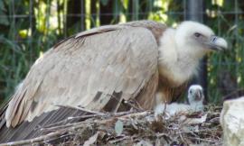 Fiocco azzurro (o rosa) al Parco Zoo di Falconara: nasce un piccolo grifone per salvare la specie