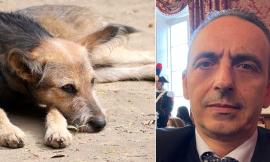 Macerata, Blarasin (FdI) lancia la veterinaria sociale: "Cure accessibili a tutti a prezzi calmierati"