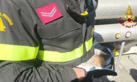Gattino bloccato nella conduttura all'Ast di Macerata: intervengono i Vigili del fuoco