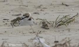 Civitanova, nati tre pulcini di fratino a Fontespina: "Risultato importante per la specie”