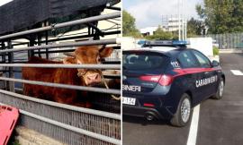 Morrovalle, scoperto un mattatoio clandestino a Trodica: quattro denunce e 40 animali tratti in salvo