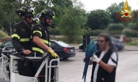 Pappagallo vuole "godersi il panorama": era finito in cima a un albero, i vigili del fuoco lo recuperano