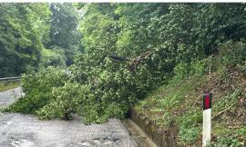 Maltempo a San Severino: albero si abbatte sulla SR 502, strada temporaneamente ostruita