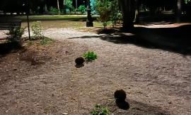 Matelica nel mirino dei vandali: danneggiati i Giardini Bigiaretti appena sistemati