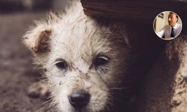 Abbandoni il tuo cane: condanna penale e non solo...