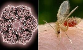 Morrovalle, accertato un caso di virus Toscana: le indicazioni per prevenire i pappataci