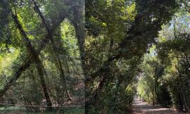 Macerata, cade un albero nel parco di Villa Lauri: “Serve più cura del verde” (Video)