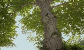 Avere 550 anni e non sentirli: il faggio monumentale di Canfaito supera gli esami scientifici
