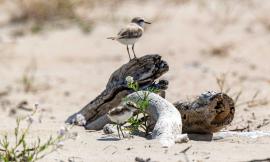 Civitanova, il fratino sceglie ancora Fontespina: una mostra fotografica ne racconta la storia