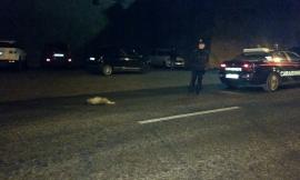 Triste sorte per un tasso investito e ucciso a Macerata - FOTO