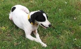 Cagnolino scompare a San Severino: l'appello della padrona