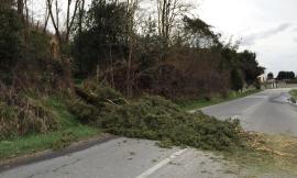 Macerata: il vento causa problemi al traffico in via Ghino Valenti