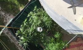 Piantagione di marijuana nel balcone di casa, denunciato un 30enne