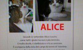 Smarrita Alice: i proprietari cercano notizie...