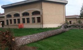 Maltempo, alberi caduti a causa del forte vento. Tanti i disagi in strada