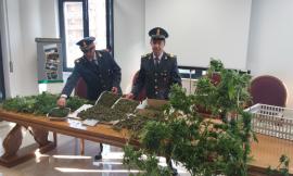 Maxi sequestro di marijuana: in manette uomo di Appignano