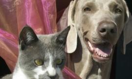 "Animale... a chi?" fa tappa a Macerata