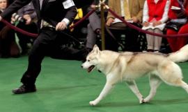 Sfilata di cani e gatti in piazza XX Settembre a Civitanova