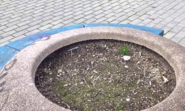 Civitanova: siringhe abbandonate in una fioriera al parco di via Guerrazzi