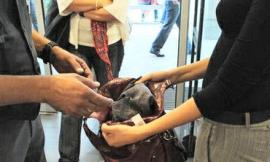 Furto in un negozio a Civitanova: i ladri hanno agito in coppia