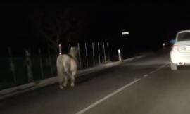 Un pony a spasso di notte... per la strada dei "Rotelli" - VIDEO