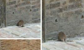 Un grosso topo a spasso per Macerata