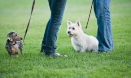 Viola il divieto di portare il cane al parco: filmato e multato