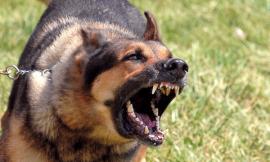 Commerciante aggredita dal suo cane: operata al volto ad Ancona