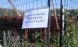 Cane ucciso dalle polpette avvelenate