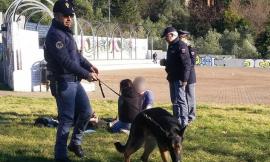 Maxi operazione antidroga della polizia a Macerata: tre arresti e sequestrato un etto e mezzo di marijuana