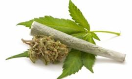 Coltiva la marijuana in casa: denunciato un uomo